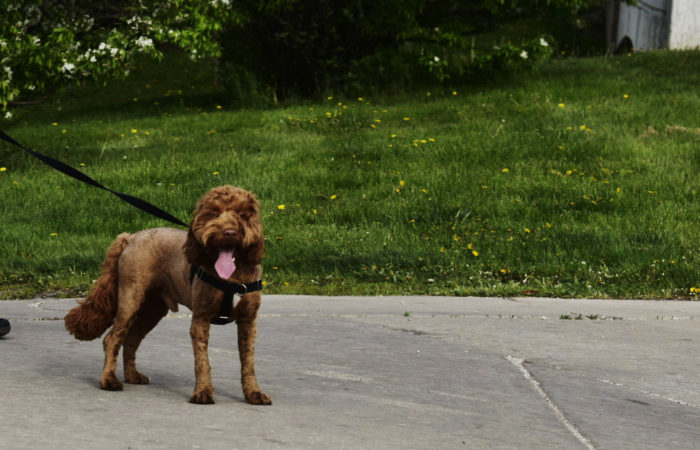 Picture of a dog walking in Wrightwood Neighbors.